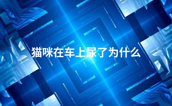 猫咪在车上尿了为什么